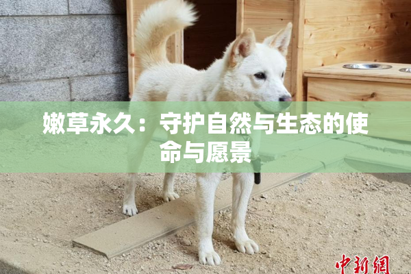嫩草永久：守护自然与生态的使命与愿景