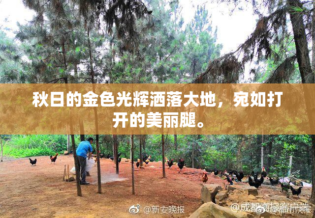 秋日的金色光辉洒落大地，宛如打开的美丽腿。