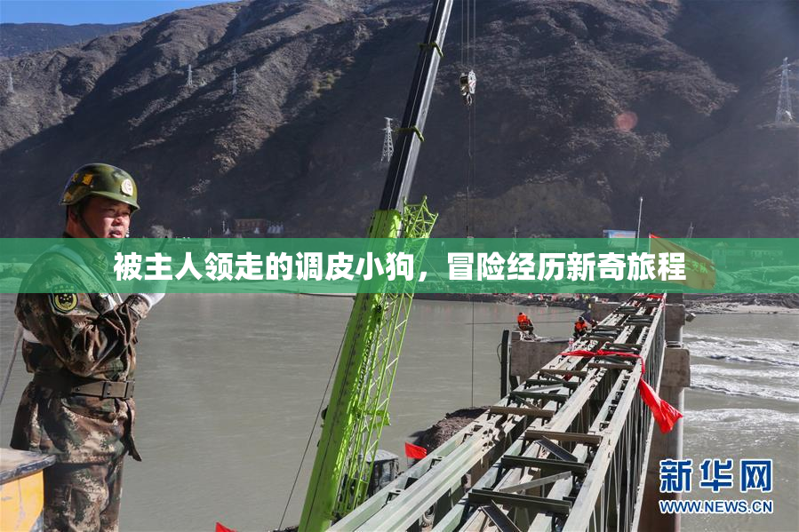 被主人领走的调皮小狗，冒险经历新奇旅程