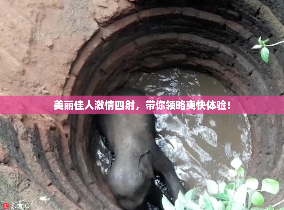 美丽佳人激情四射，带你领略爽快体验！