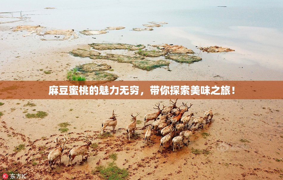 麻豆蜜桃的魅力无穷，带你探索美味之旅！