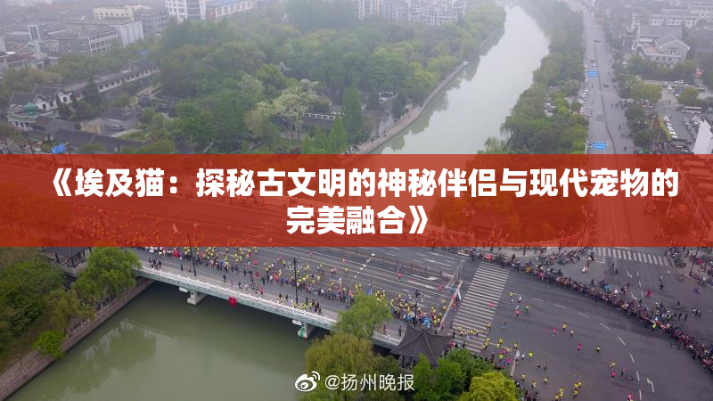 《埃及猫：探秘古文明的神秘伴侣与现代宠物的完美融合》