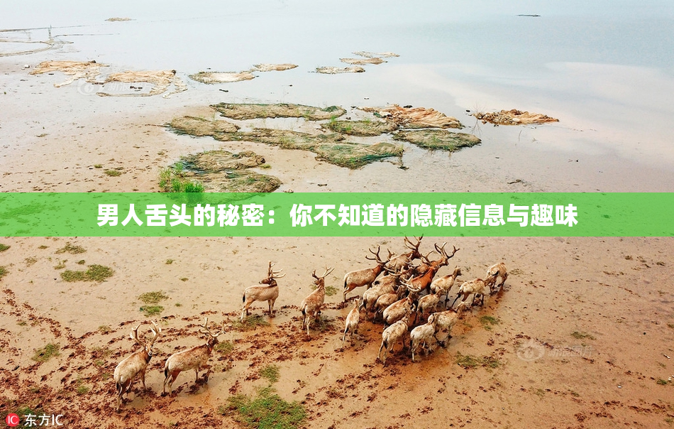 男人舌头的秘密：你不知道的隐藏信息与趣味