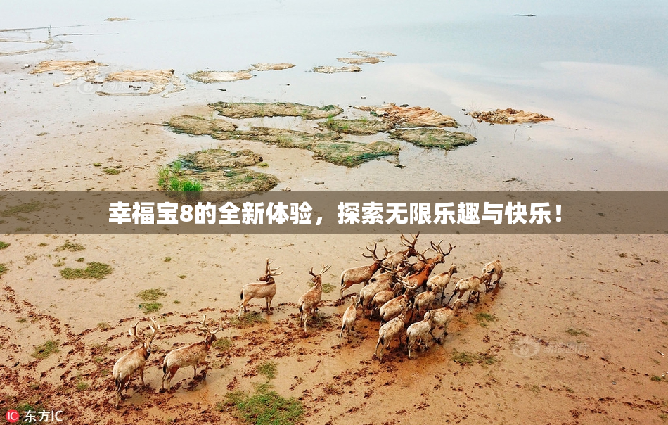 幸福宝8的全新体验，探索无限乐趣与快乐！