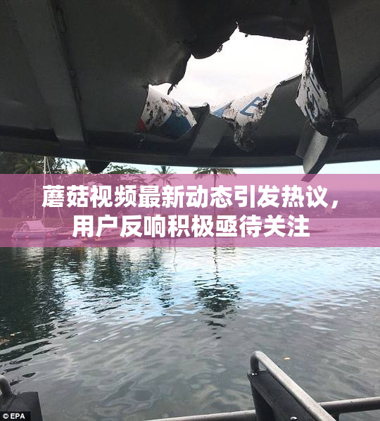 蘑菇视频最新动态引发热议，用户反响积极亟待关注