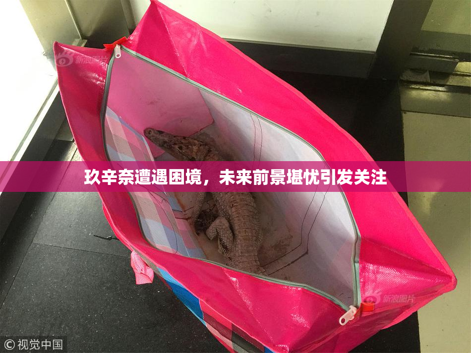 玖辛奈遭遇困境，未来前景堪忧引发关注