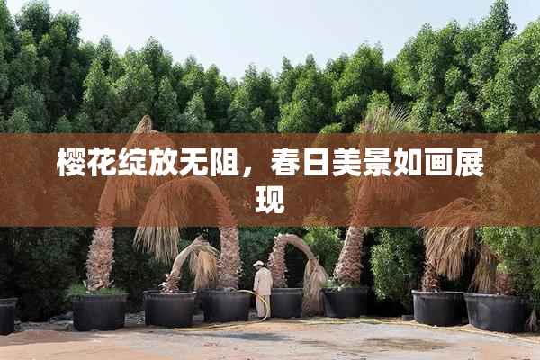 樱花绽放无阻，春日美景如画展现