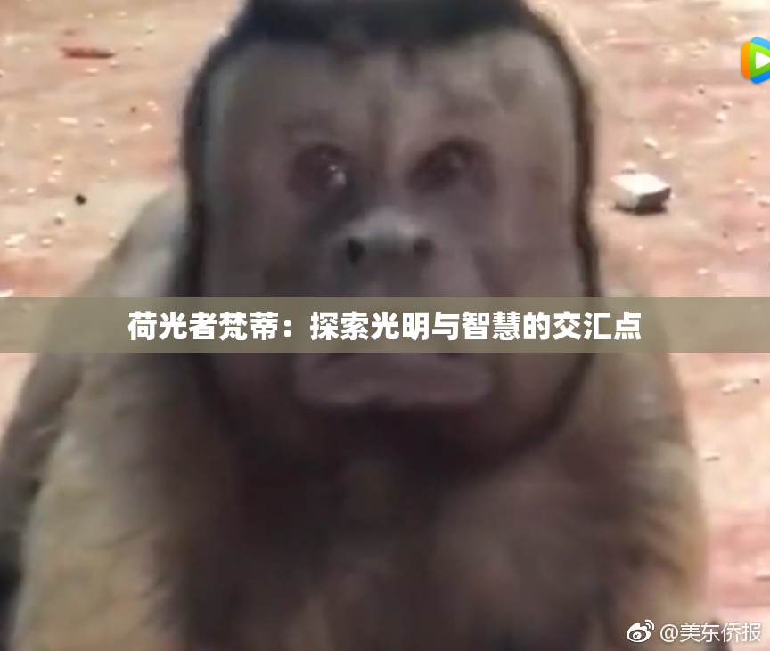 荷光者梵蒂：探索光明与智慧的交汇点